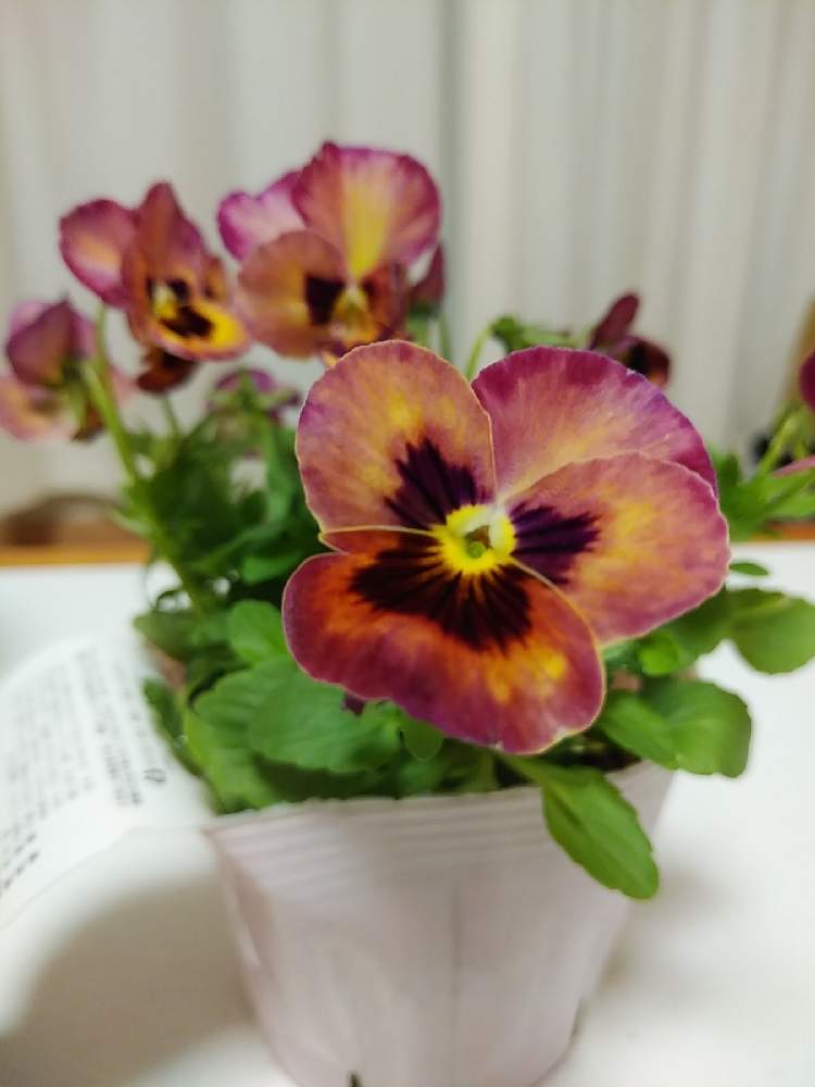 よく咲くスミレの投稿画像 By 96さん 一年草とかわいいな とビオラ パンジーとよく咲くスミレ ローズフラッシュ 月12月12日 Greensnap グリーンスナップ