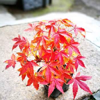 桂もみじの投稿画像一覧 Greensnap グリーンスナップ 桂もみじの投稿画像一覧 Greensnap グリーンスナップ
