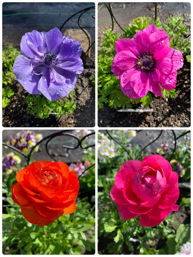 アネモネの投稿画像 By ヨウコさん ラナンキュラスとアネモネ ポルトとラナンキュラス 小春びよりと花壇と庭作りと庭の開拓 2020月12月12日 Greensnap グリーンスナップ