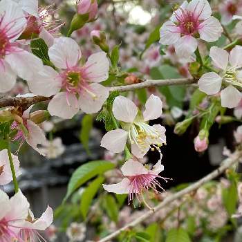 厄除けの投稿画像一覧 Greensnap グリーンスナップ