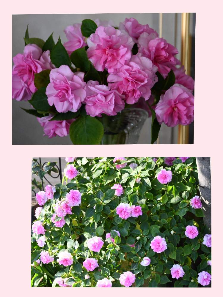 ピンクの花の投稿画像 By Mimimamaさん おうち園芸とカリフォルニアローズ フィエスタと鉢植えとガーデニングと花のある暮らし 月12月12日 Greensnap グリーンスナップ