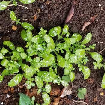 ネモフィラの芽 の投稿画像一覧 Greensnap グリーンスナップ