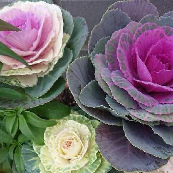 ここにも植えると今年の漢字の投稿画像一覧 Greensnap グリーンスナップ