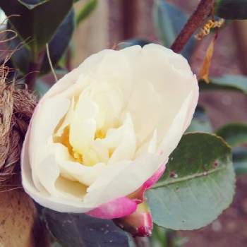 山茶花 朝倉の投稿画像一覧 Greensnap グリーンスナップ