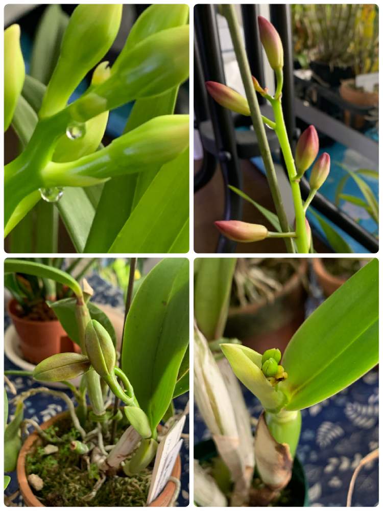 シンビジウムの投稿画像 By にぬさん ミニカトレアと冬が近いと洋ラン栽培と冬の洋蘭置き場と洋蘭管理とつぼみと鉢花と洋ランと花のある暮らしと洋ラン栽培奮闘記 月12月12日 Greensnap グリーンスナップ