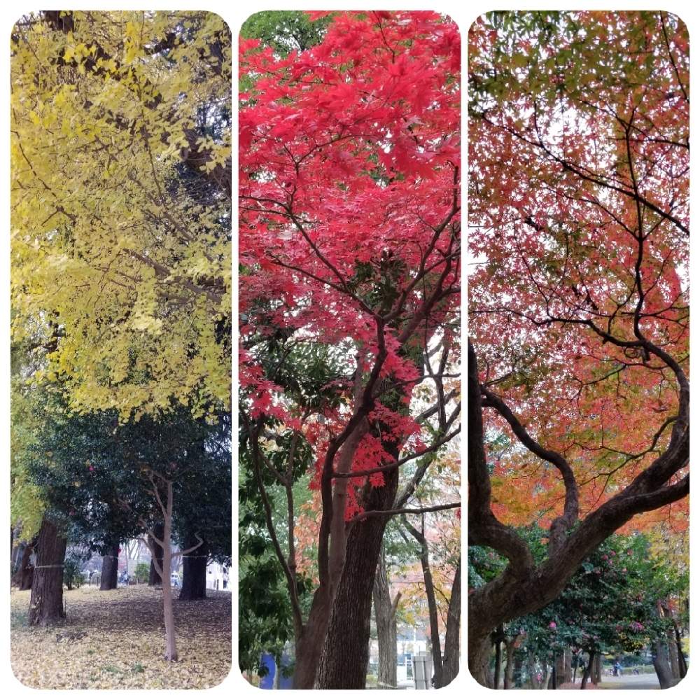 紅葉の投稿画像 By Etsuさん 通り道といちょう並木とリフレッシュ と戸山公園とモミジとイチョウとお出かけ先と 紅葉と通り道といちょう並木とリフレッシュ と戸山公園 月12月12日 Greensnap グリーンスナップ Greensnap グリーンスナップ