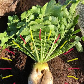 虫食いの投稿画像一覧 Greensnap グリーンスナップ