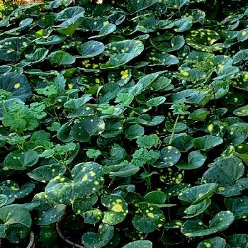 斑入りの石蕗の投稿画像一覧 Greensnap グリーンスナップ 斑入りの石蕗の投稿画像一覧 Greensnap グリーンスナップ