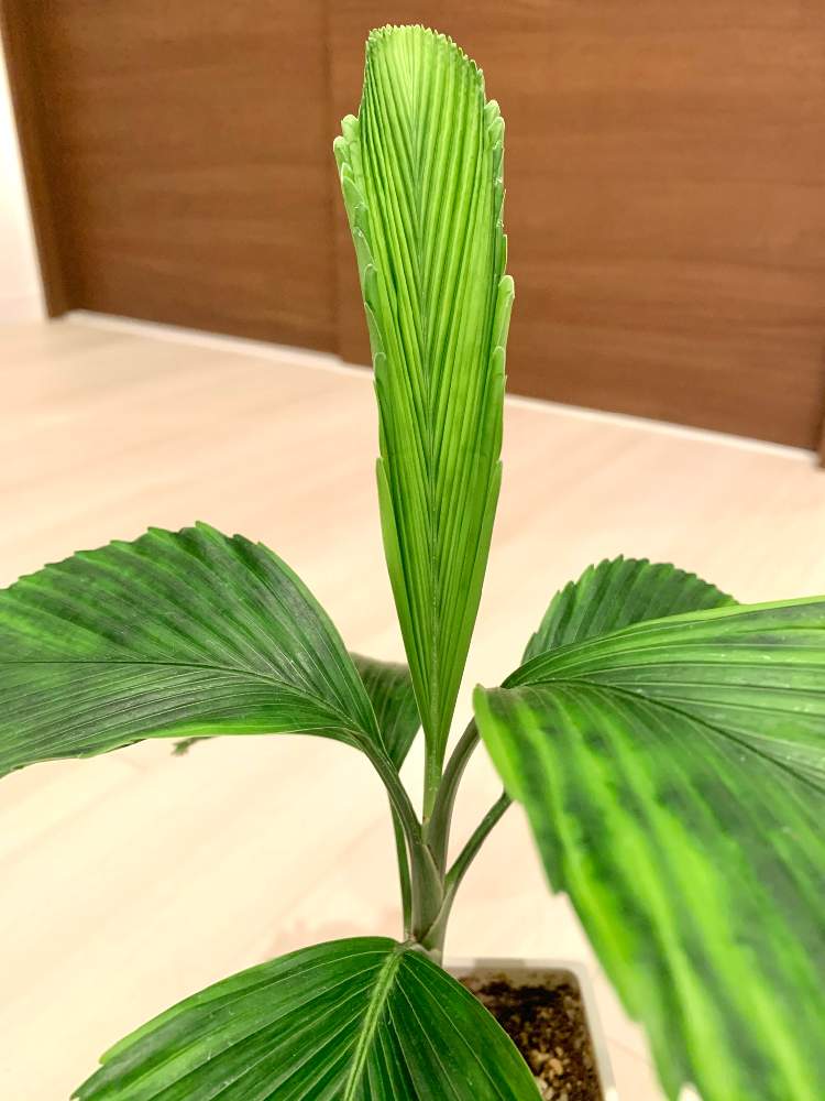 ポテトチップパームの投稿画像 By Yskspdさん ヤシの木と観葉植物と南国と南国植物とトロピカルと鉢植えとヤシと熱帯植物 月12月12日 Greensnap グリーンスナップ