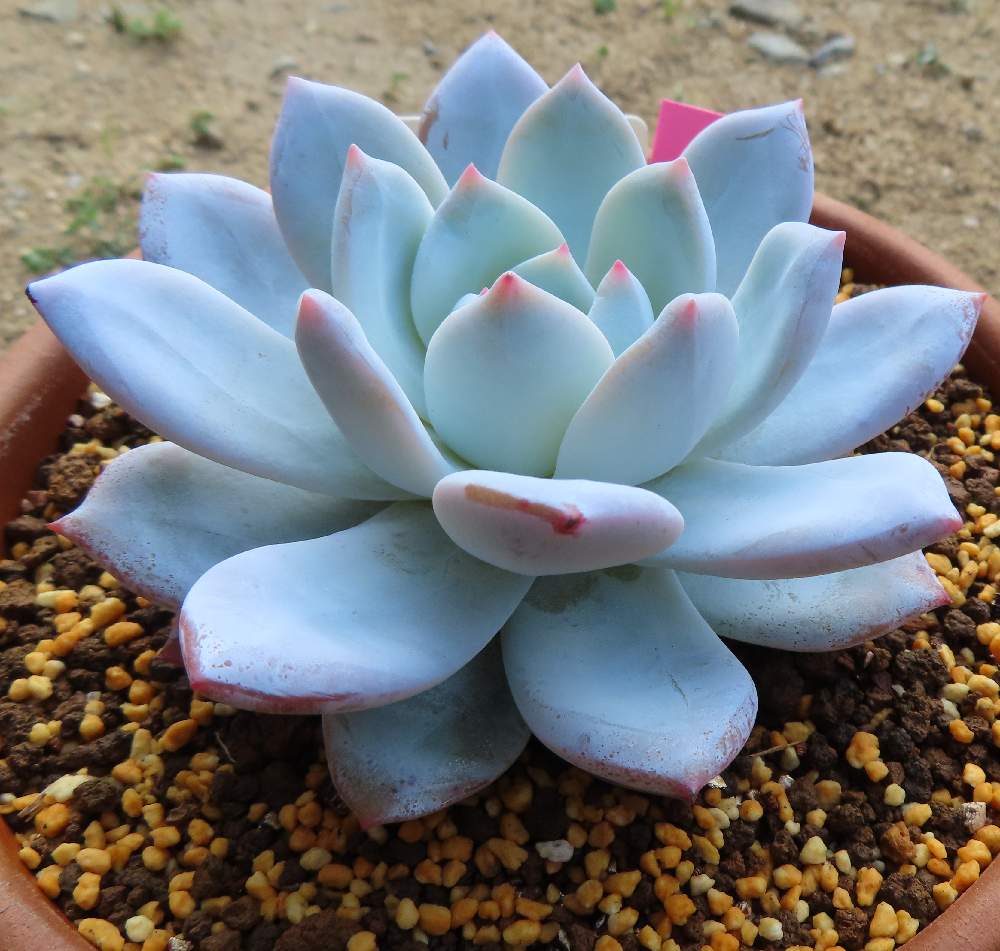 メキシカンコロラータ ラウイの投稿画像 By らきびぃさん 多肉植物とラウイ系と水やり後とエケベリア属とピンクの爪と白い多肉 月12月12日 Greensnap グリーンスナップ