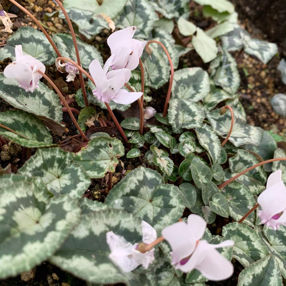 小さな庭の画像 by guchaさん | 小さな庭とヘデリフォリウムとCyclamen hederifoliumと魅惑の原種シクラメンとロザん家の花壇