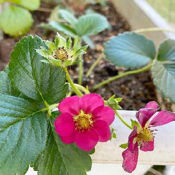 赤花いちごトスカーナの画像 by Ivyさん | 広い庭と赤花いちごトスカーナといちごと花のある暮らしとおうち園芸とおうちde菜園