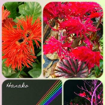 花と灯りの画像 by ハナコさん | お出かけ先と赤いお花と珍しい植物と花と灯りとトピックス