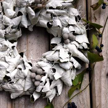 ホワイトポプラの投稿画像一覧 Greensnap グリーンスナップ