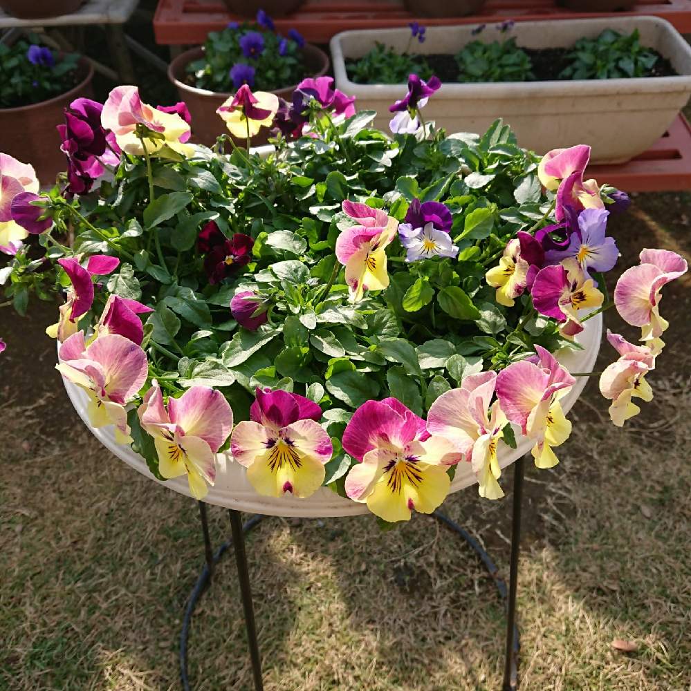 パンジーの投稿画像 By Hideさん ガーデニングと今日の一枚と花のある暮らしとビオラ パンジー 月12月12日 Greensnap グリーンスナップ