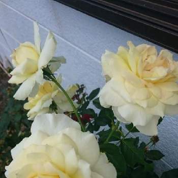 チャイコフスキーの画像 by カトレアさん | 小さな庭とチャイコフスキーと癒される♡と花が好き❤と白い花が好きと可愛い花と薔薇が好き❤とチャイコフスキー♡と花のある暮らしと綺麗✨と白い薔薇が好きと素敵と可愛い♡