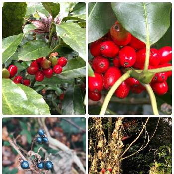 紅い実の画像 by ミワさんさん | お出かけ先と季節を感じる♪と紅い実と森の中と緑の実と明治神宮と森林浴