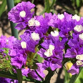 カサカサの画像 by K-chanさん | お出かけ先とスターチスとお気に入りの場所とカサカサと紫色の花とうれしいな♡