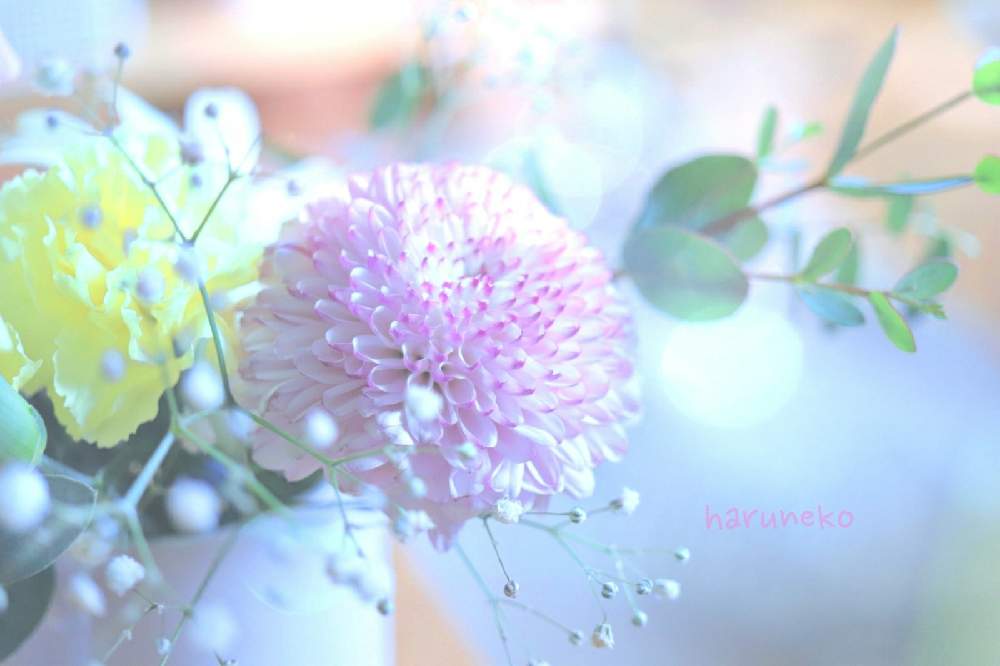 Eosの投稿画像 By 春猫さん 一眼レフと花のある暮らしとかわいいな とふんわりとカメラ好き 月12月12日 Greensnap グリーンスナップ