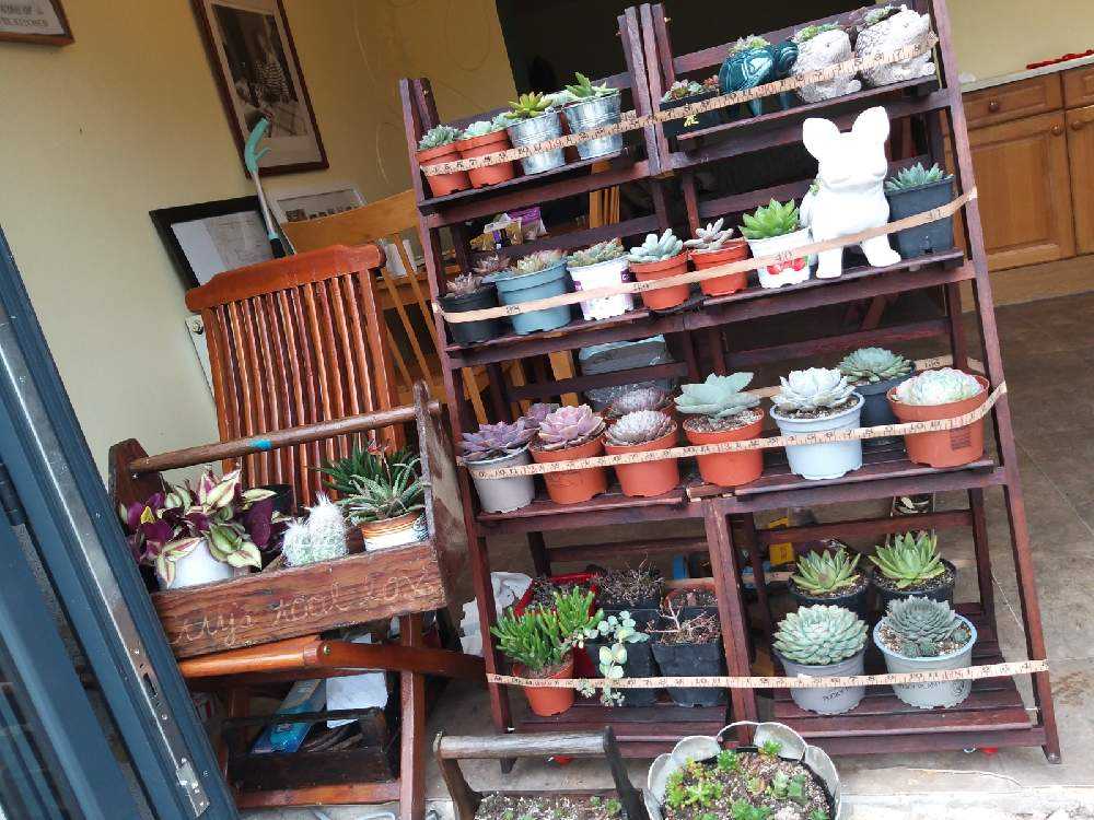 DIY for the garden⑧ 冬用の多肉棚を作る｜🍀GreenSnap