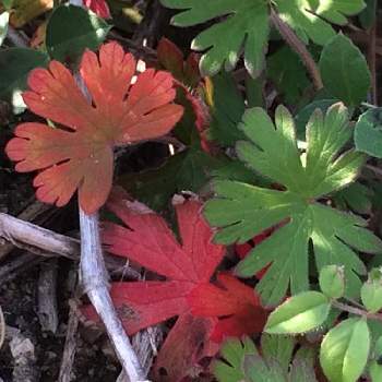 アメリカフウロ＊の画像 by yuriさん | お出かけ先と野草と散策と紅葉（こうよう）とお出かけ先にてとアメリカフウロ＊