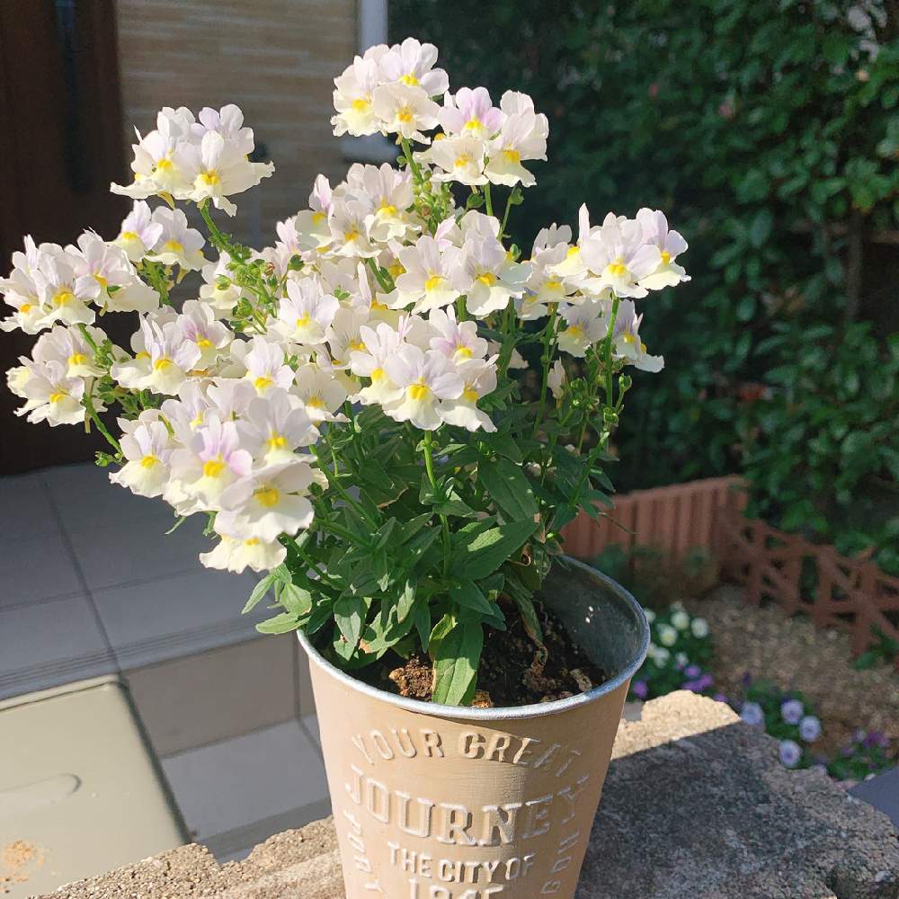 ネメシアの投稿画像 By きくみさん ネメシア ピンクレモネードと100均diyと空き缶とかわいいと白い花と小さな花 月12月13日 Greensnap グリーンスナップ