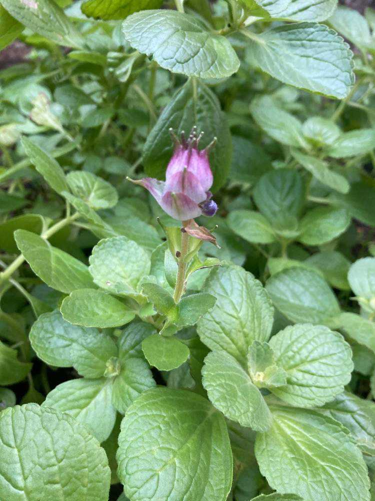 コリウス カリナ Greensnap グリーンスナップ