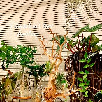 coolの画像 by アィリィさん | インテリアとエアプランツ　イオナンタとクリスマスツリーと観葉植物とcoolとドラセナ属とインテリアと植物とペペロミア属と可愛いとポリシャス属とインテリア雑貨