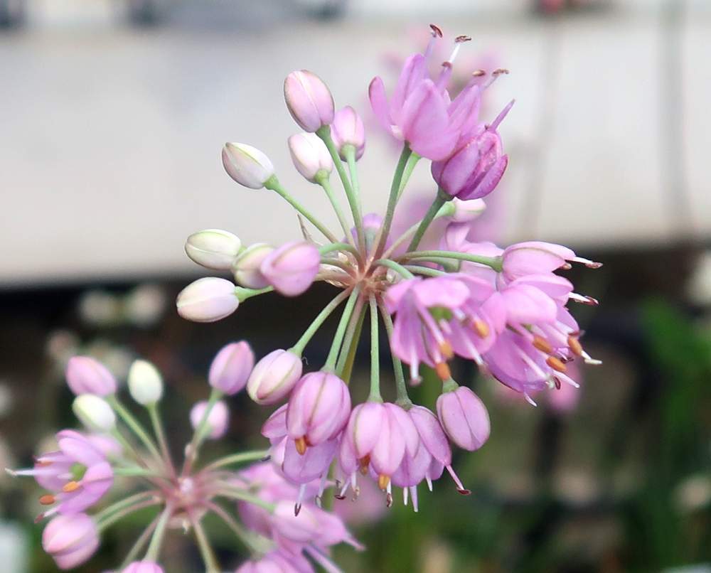 ヤマラッキョウの投稿画像 By Hiroshiさん 山野草とピンクの花と秋の花と花のある暮らし 月12月13日 Greensnap グリーンスナップ