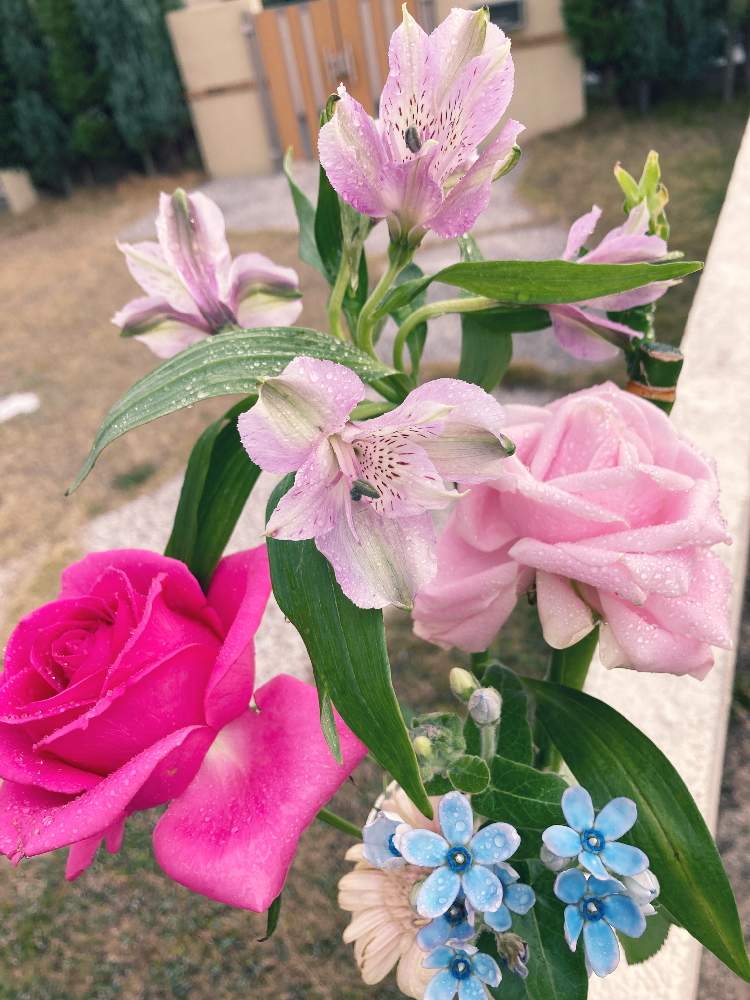 アストロメディアmixの投稿画像 By いのさん ブルースター と花の日チームと一人一花と可愛いと花のある暮らしとバラ ミニバラ 月12月13日 Greensnap グリーンスナップ
