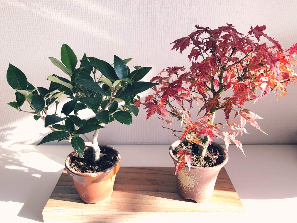 モミジの投稿画像 By Tatu5326さん スマホ撮影とミニ盆栽と紅葉 こうよう と実生と鉢植えと盆栽 月12月13日 Greensnap グリーンスナップ