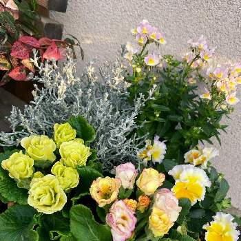 やっぱりバラ咲きの画像 by ぽぽさん | 玄関とネメシア　ピンクレモネードとビオラ　エッグタルトとプレミアムバラ咲きジュリアン　プリンアラモードとプレミアムバラ咲きジュリアンマスカットのジュレと「パンジー＆ビオラ寄植えフォトコンテスト」-CAINZとやっぱりフリフリが好き！とやっぱりバラ咲きと花のある暮らしとうどん県人会