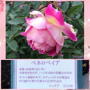 バラ ペネロペイアの投稿画像一覧 Greensnap グリーンスナップ バラ ペネロペイアの投稿画像一覧 Greensnap グリーンスナップ