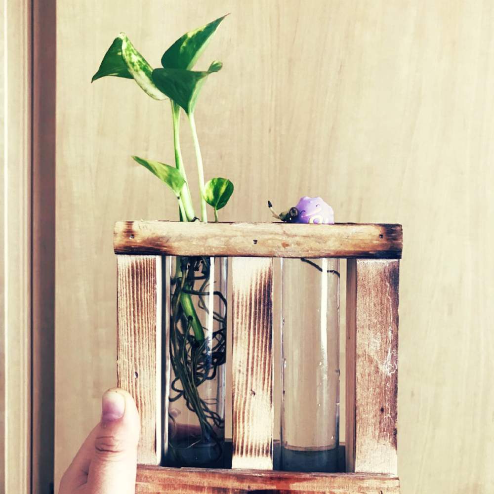 ポトスの投稿画像 By Tiqa さん 水耕栽培と北海道とポトス水差し 月12月13日 Greensnap グリーンスナップ