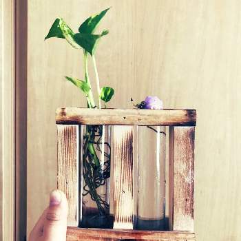 ポトス水差しの投稿画像一覧 Greensnap グリーンスナップ