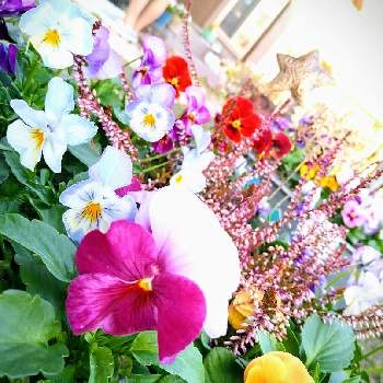 カルーナ 寄せ植えの投稿画像一覧 Greensnap グリーンスナップ