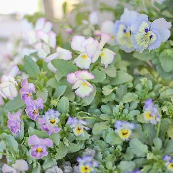 パンジーウィンターパーティーの投稿画像一覧 Greensnap グリーンスナップ