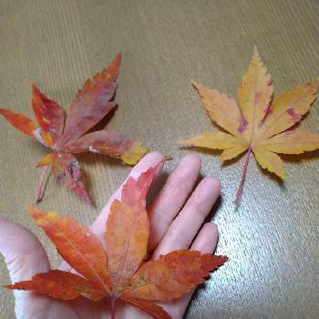 枯れ葉 の投稿画像一覧 Greensnap グリーンスナップ