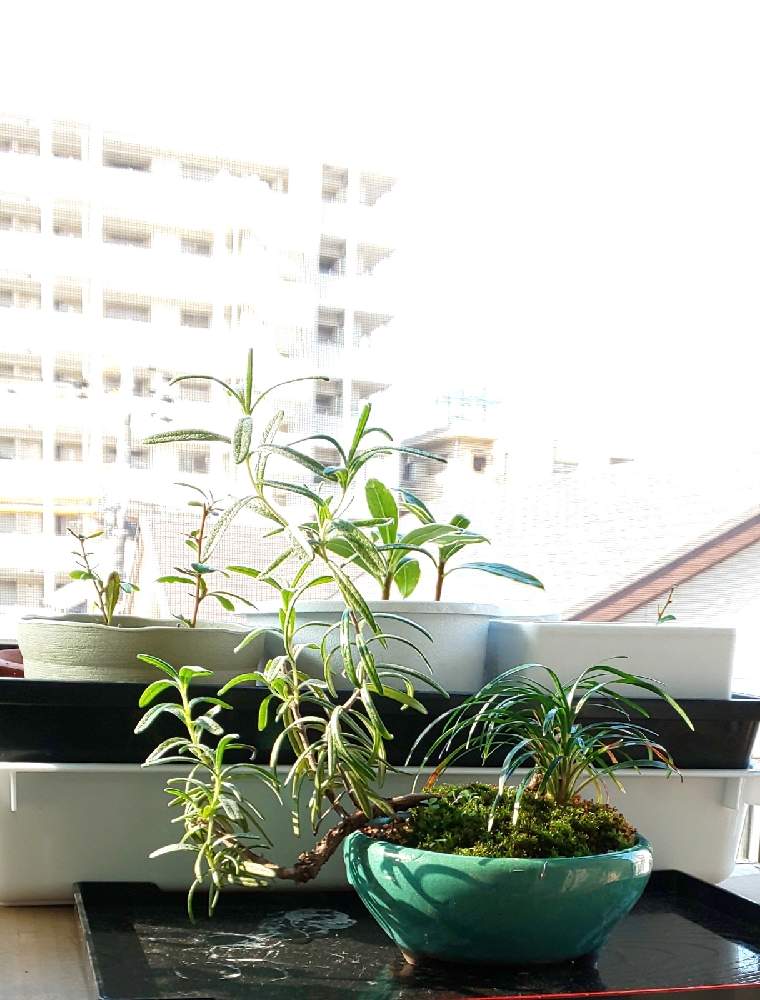 ローズマリーの投稿画像 By たねちゃんさん タマリュウと盆栽と山野草とおうち園芸 月12月13日 Greensnap グリーンスナップ