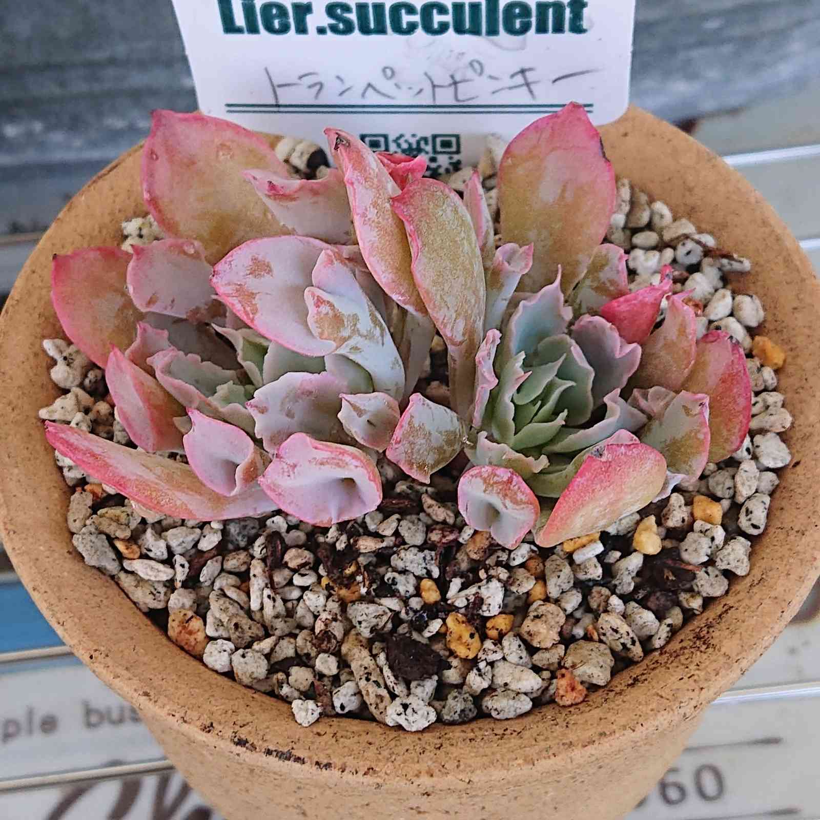 トランペットピンキー｜🍀GreenSnap（グリーンスナップ）