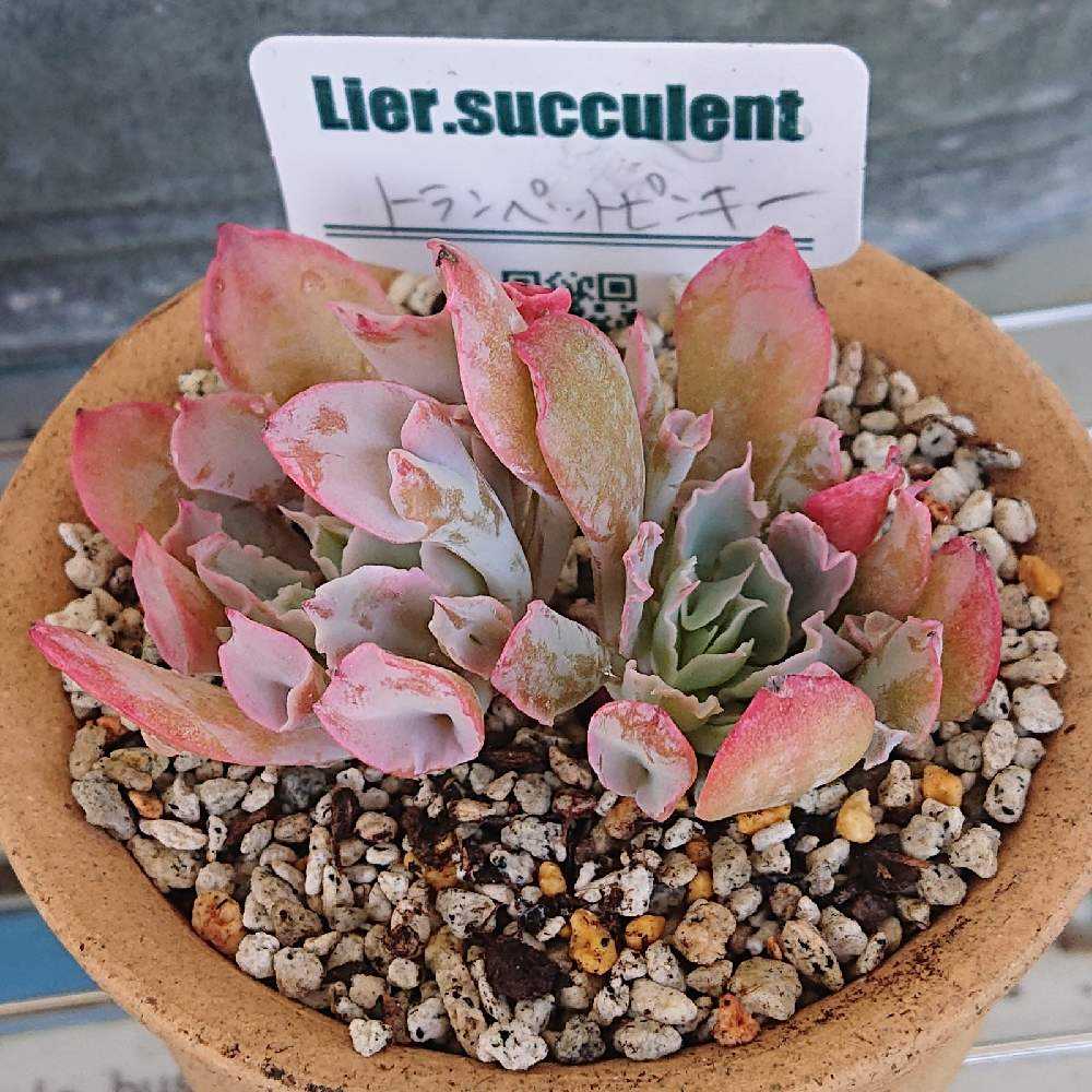 トランペットピンキー Greensnap グリーンスナップ