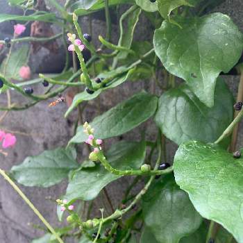 ツルムラサキの育て方 種まきや苗の植え方は プランター栽培もできる Greensnap グリーンスナップ