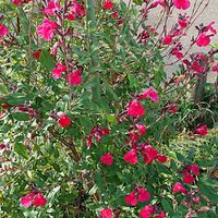 チェリーセージの画像