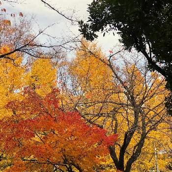 秋の風景の投稿画像一覧 Greensnap グリーンスナップ