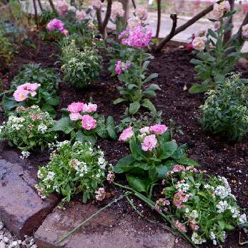 花壇記録 の投稿画像一覧 Greensnap グリーンスナップ