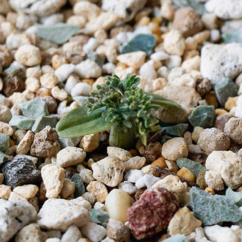 Monsonia herrei (Sarcocaulon herrei) 実生記録＋メモ
