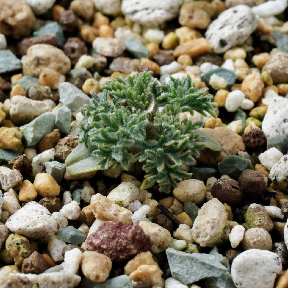 Monsonia herrei (Sarcocaulon herrei) 実生記録＋メモ｜🍀GreenSnap