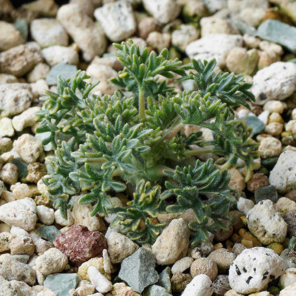 モンソニア へレー ヘレイ現地株 サルコカウロン モンソニア へレー ヘレイ現地株 サルコカウロン サルコカウロン