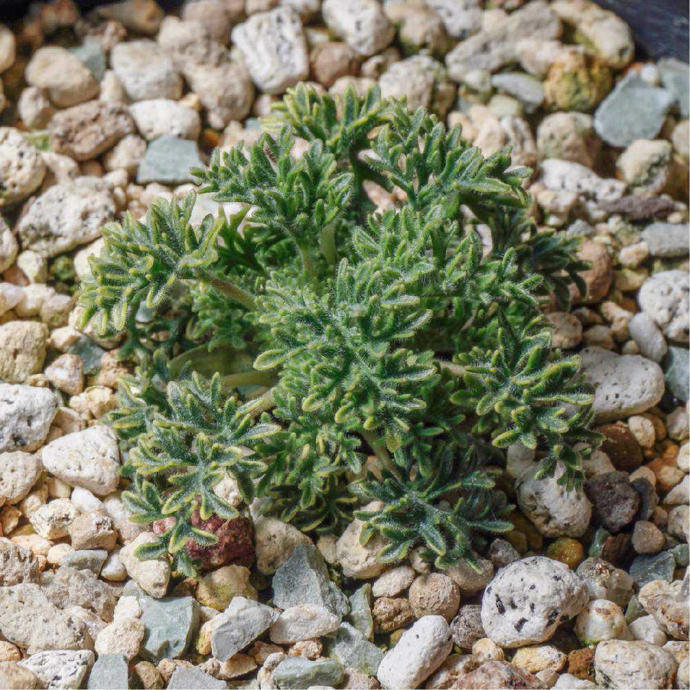 Monsonia herrei (Sarcocaulon herrei) 実生記録＋メモ｜🍀GreenSnap