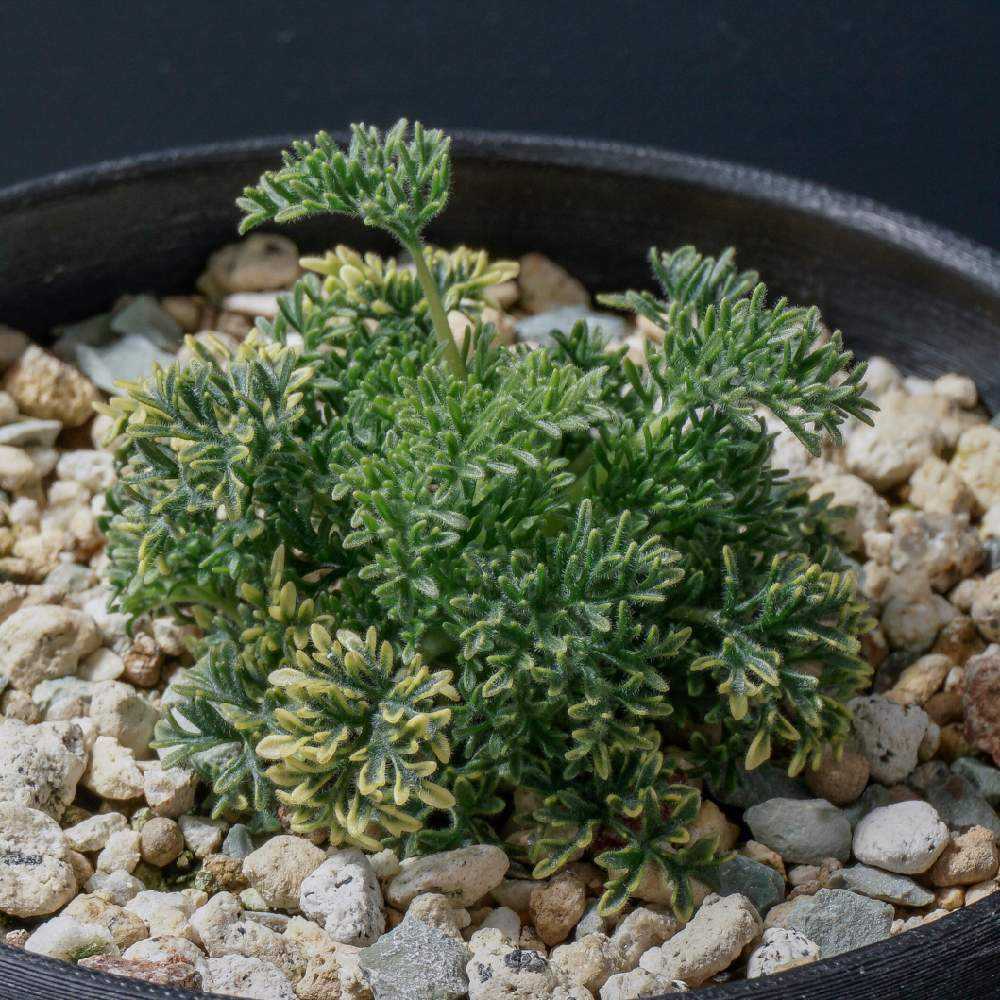 Monsonia herrei (Sarcocaulon herrei) 実生記録＋メモ｜🍀GreenSnap